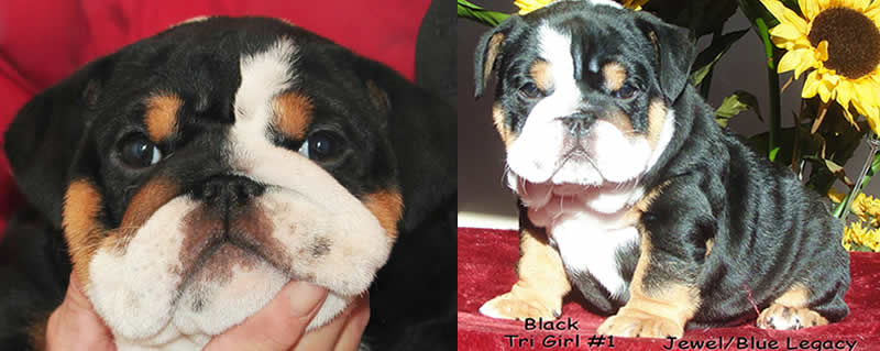 black english bulldog puppies for sale
